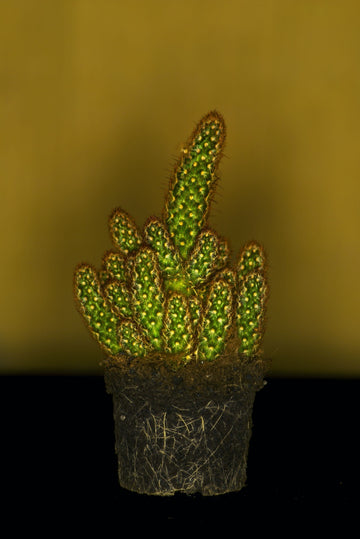 Casual Cactus