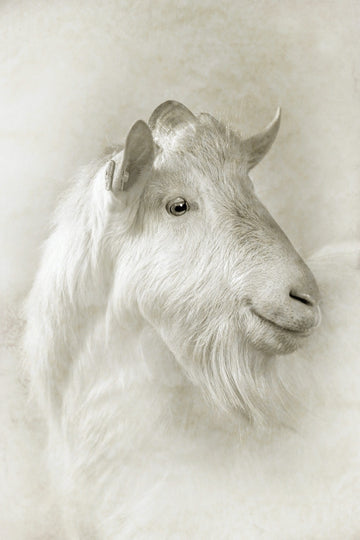 Whiter Goat