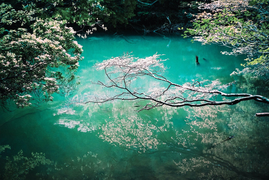 The Pond